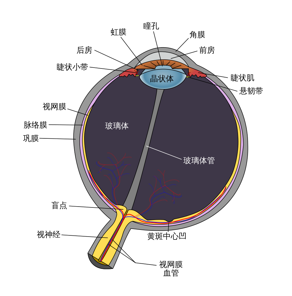 人老了,來副望遠鏡式隱形眼鏡