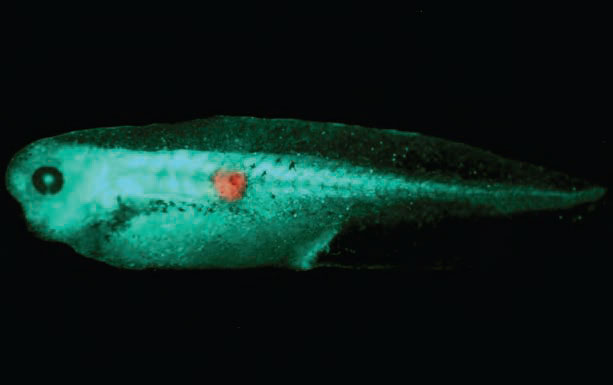 控制電位差，控制腫瘤？