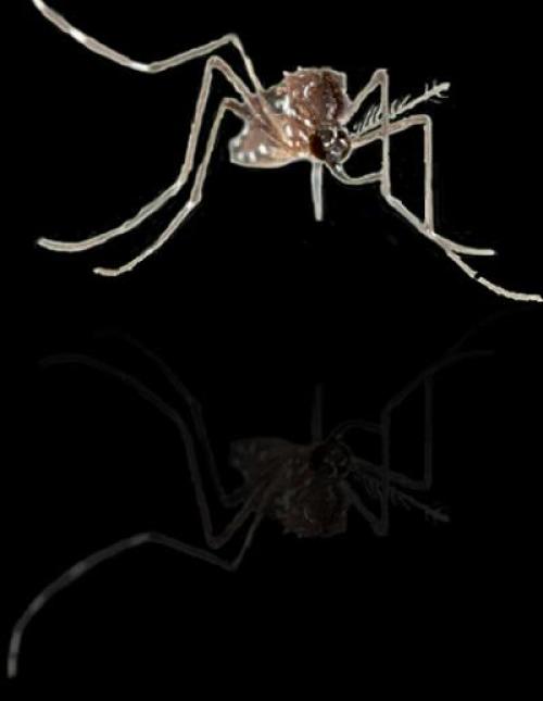 夏日防蚊: 含DEET防蚊液仍是實用選項  但需注意使用方法與時效