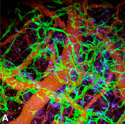 iPS方程式恐改寫，四種誘導基因可替換