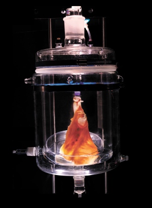 新科學怪人：再生醫學如何生出一顆心臟