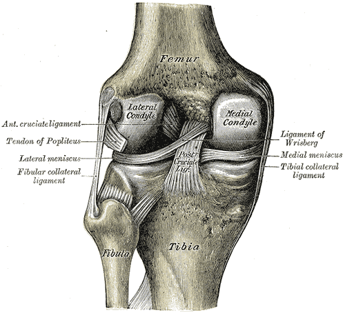 knee