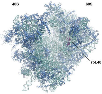 微生物學之父巴斯德的未竟之業: 狂犬病預防的過去與未來
