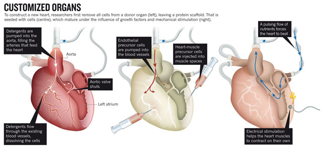 新科學怪人：再生醫學如何生出一顆心臟