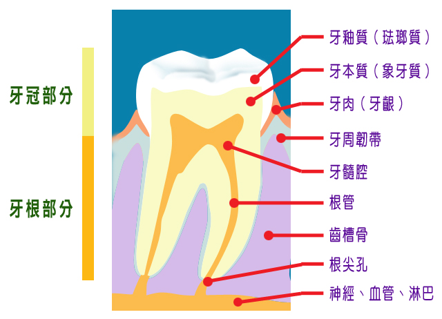 再生醫學簡單途徑: 尿液生出牙齒 簡單方法: RNA培養iPS