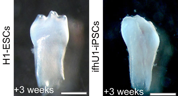 tooth like