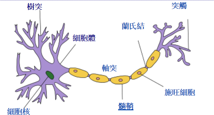 醫界可望發展 ADHD 精確診斷法 老藥也可新用