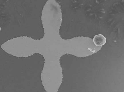 microfluidic chip 微流體晶片