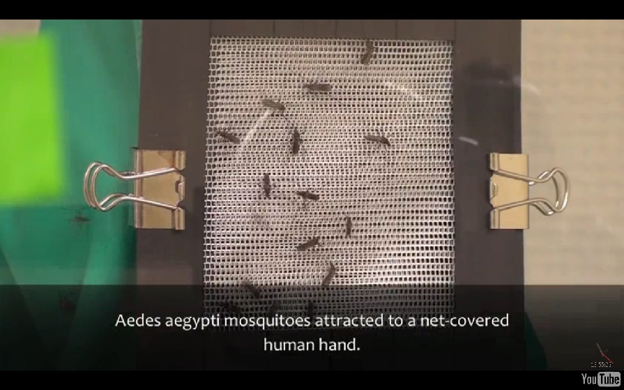 mosquitoes01