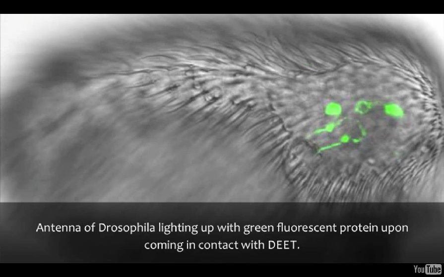 DEET 替代物現身 未來可擴及植物蟲害防治