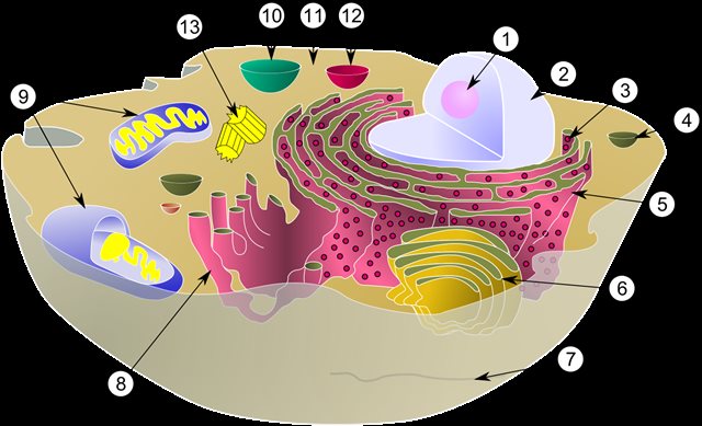 1466px-Biological_cell