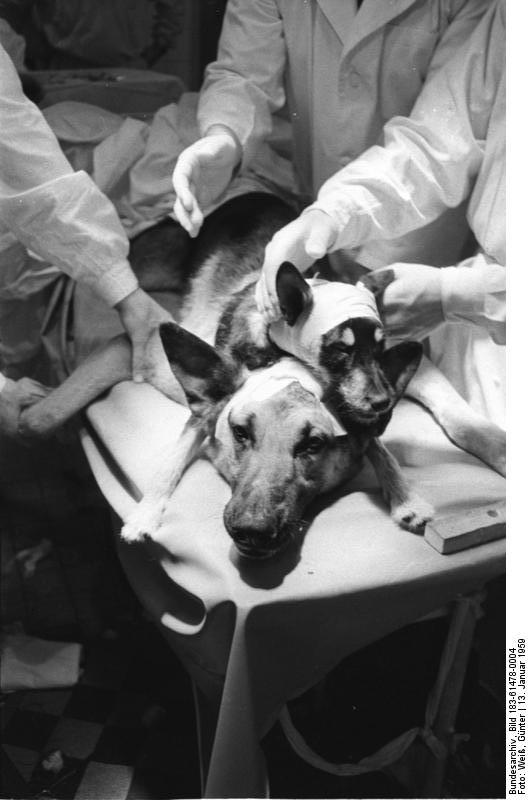 Kopftransplantation durch Physiologen Demichow