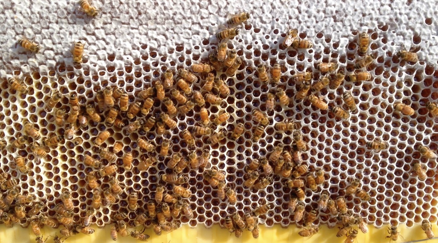 bees_working_frame-gallery173_Feb18220342