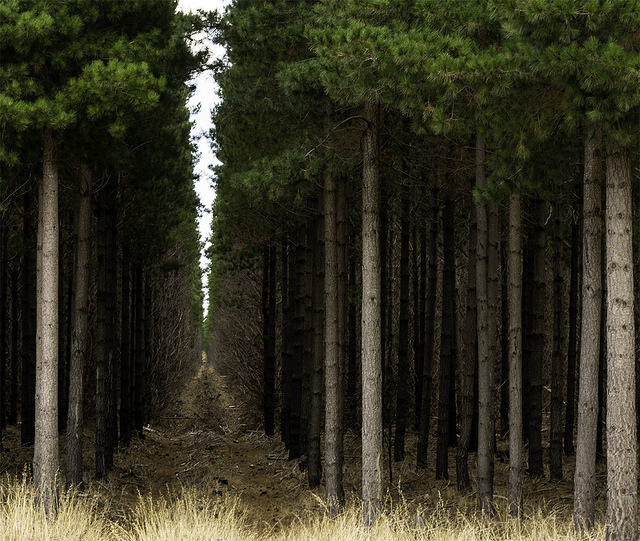 pine