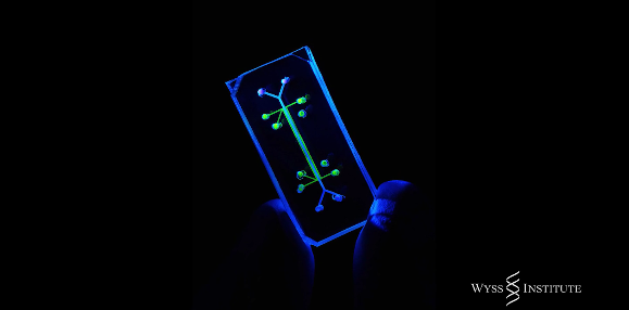 Organs-On-Chips 579-286_leiphone0626