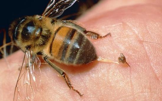 Bee_pingwest0918