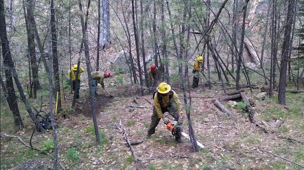 cut down trees