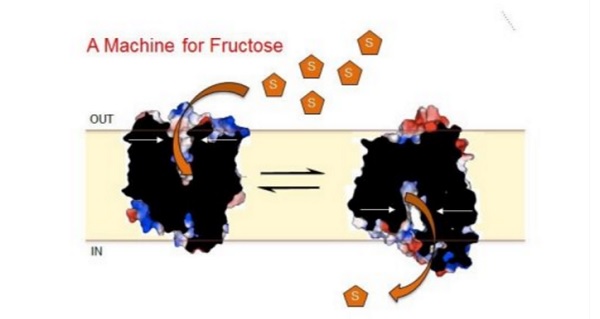 Fructose