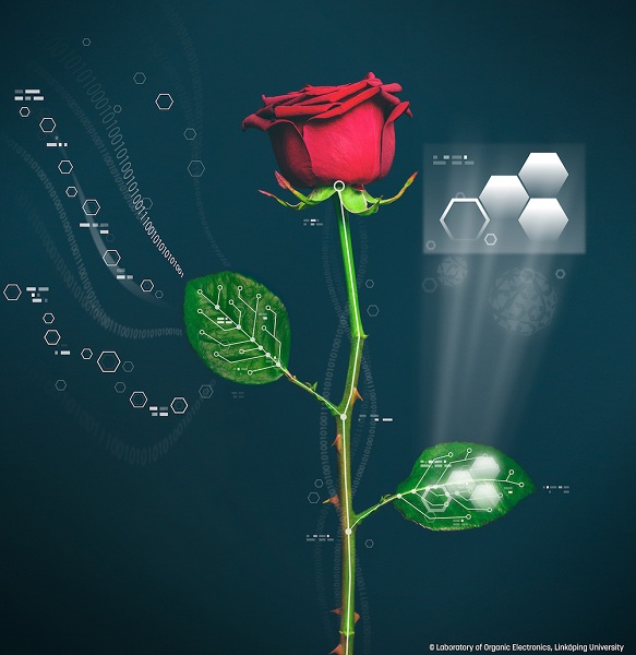 rose2
