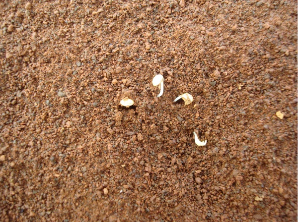 rye