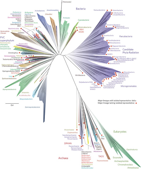 new tree of life