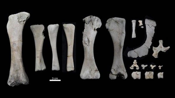 titanosaur bone