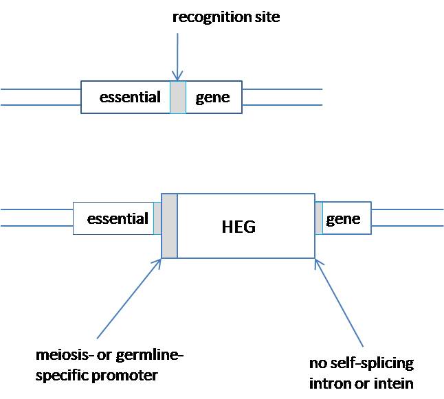 gene-drive-2