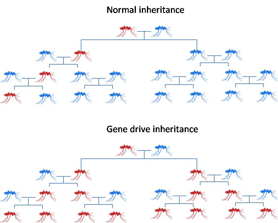 gene-drive-3