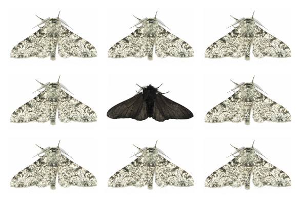 Moths-nature-image