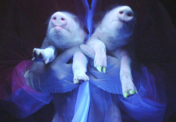 下載自路透 Two transgenic pigs are irradiated under ultraviolet radiation showing their green fluorescence protein (GFP) feature at a hogpen in Harbin, northeast China