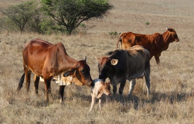 真實版開心農場，南非新創事業讓投資人線上養牛