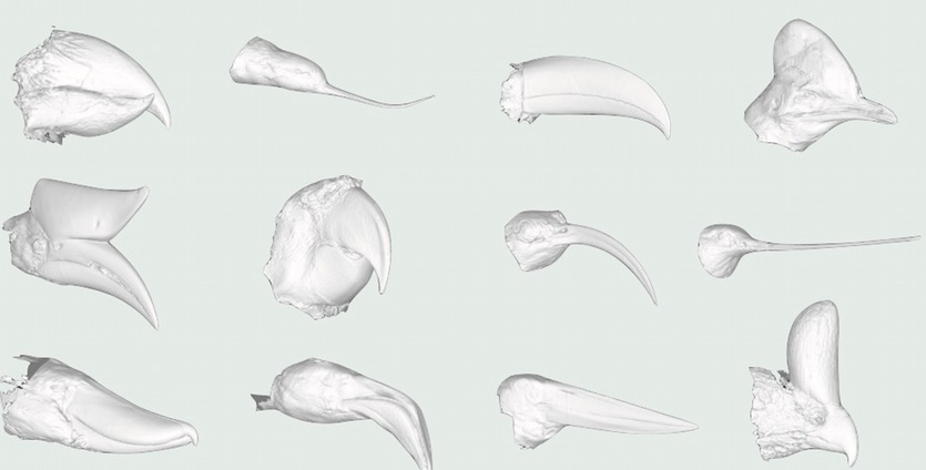 020217_beaks_1