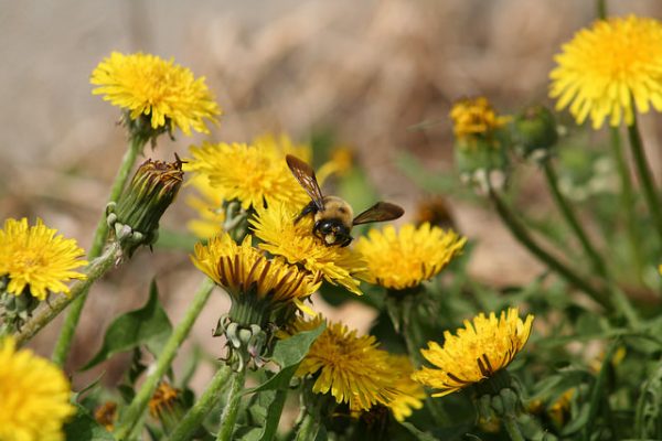 flickr:NY State IPM Program at Cornell University