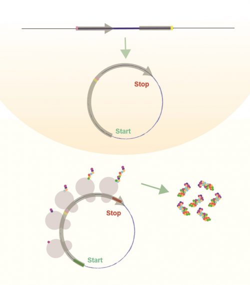 環狀 RNA 也能製造蛋白質？