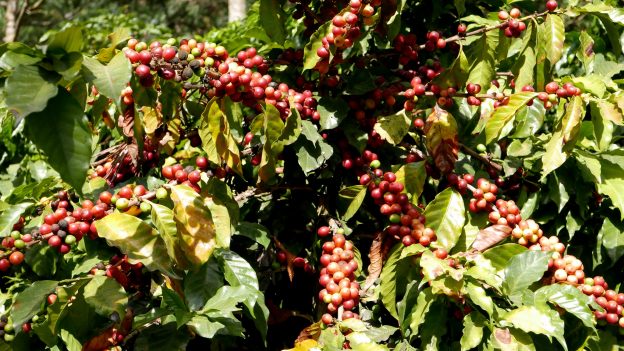 宏都拉斯咖啡出口將創紀錄