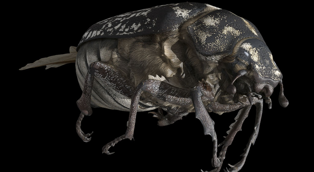 德團隊用全新3d 掃描平台 為昆蟲製作數位標本 Technews 科技新報