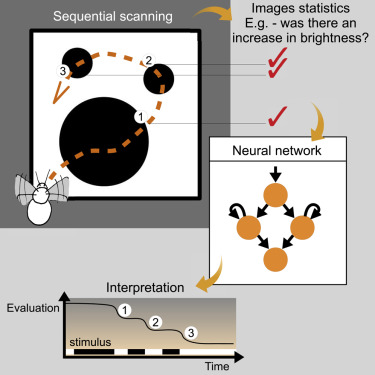 用少量神經細胞計算物體數量，蜜蜂與人不同的計數方式有助 AI 開發