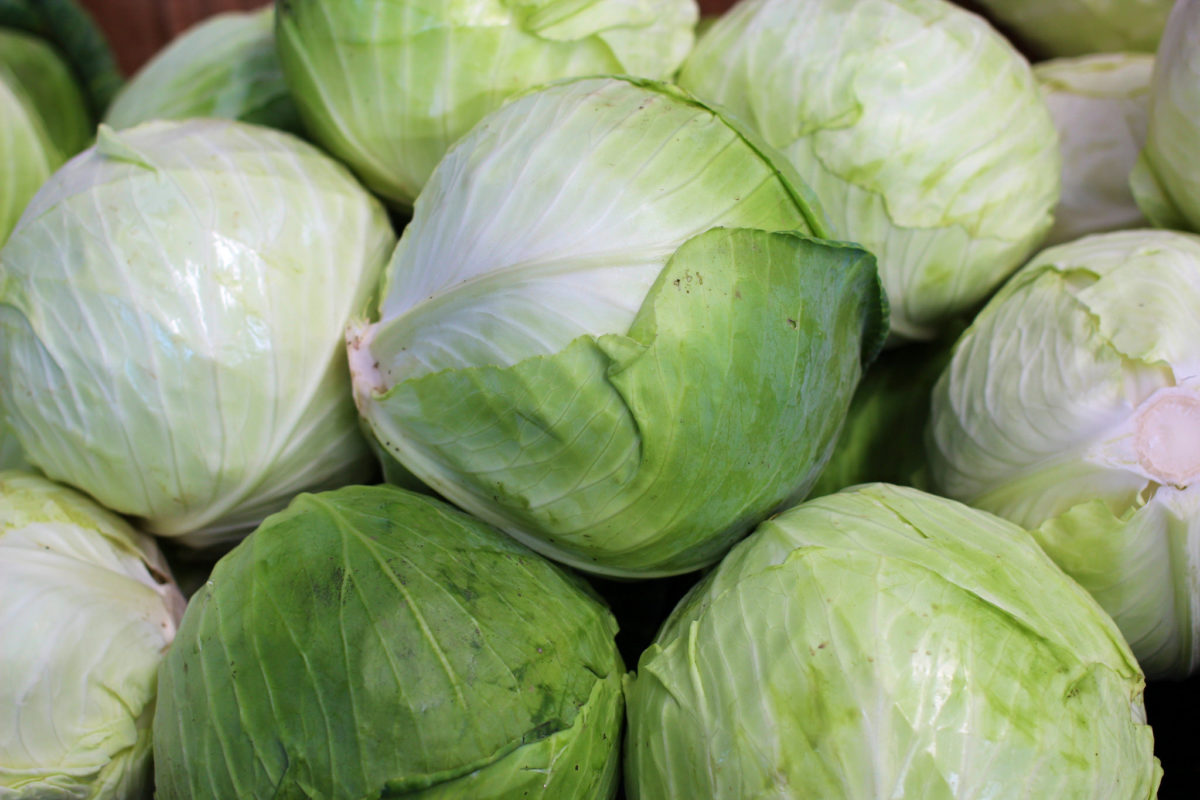 高麗菜等十字花科蔬菜對健康的好處多 還可防癌 Technews 科技新報