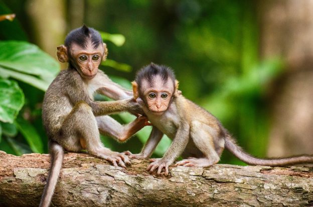 AI 還不如猴子?真正的智慧藏在靈長類動物大腦裡