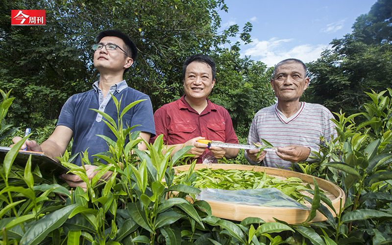 茶界櫻花鉤吻鮭 台茶24 號 如何復育成功 挑戰一斤4 000 元 Technews 科技新報