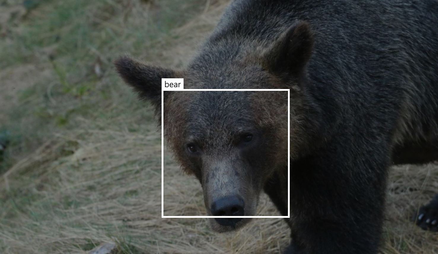 臉部辨識軟體現在能辨識熊與牛 以利熊保育與牛疫管理 Technews 科技新報