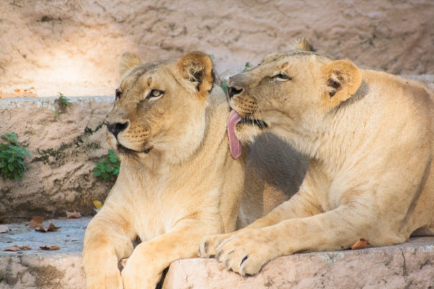 加拿大水貂農場也爆發 COVID-19，西班牙動物園獅子也中標