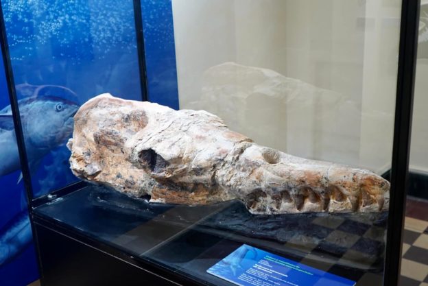 不是恐龍？秘魯古生物學家發現 3,600 萬年前的海怪頭骨