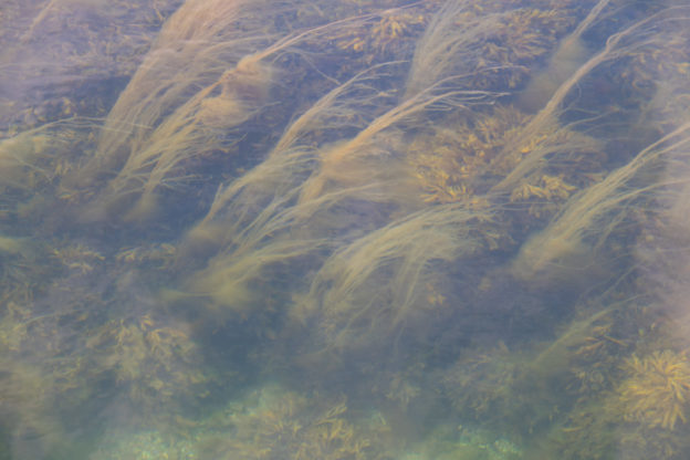 海床下發現大量蔗糖，相當 320 億罐可樂含糖量