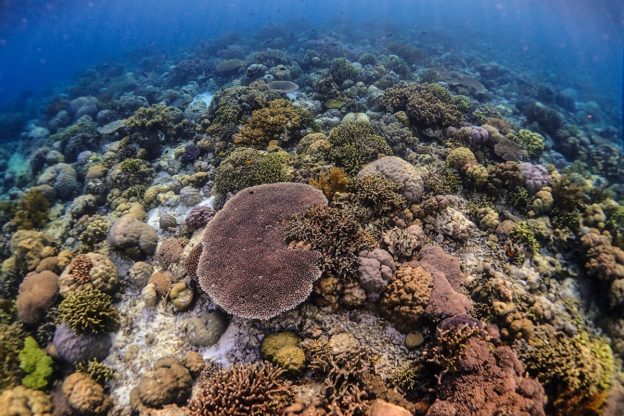 印尼「蛛網」鐵架復育珊瑚，希望恢復海底生態