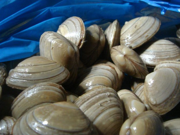 小兵立大功，科學家培育「超級蛤蜊」解決水污染問題