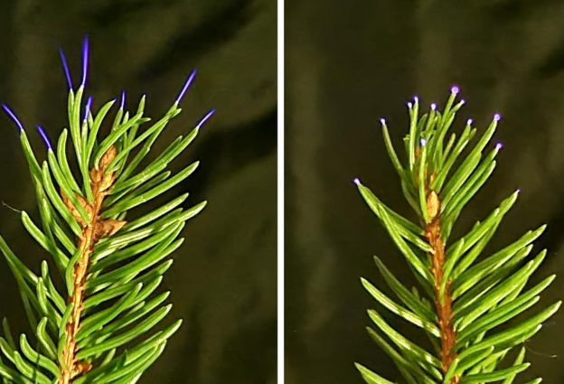 雷暴期間植物會放電，改變周圍環境品質