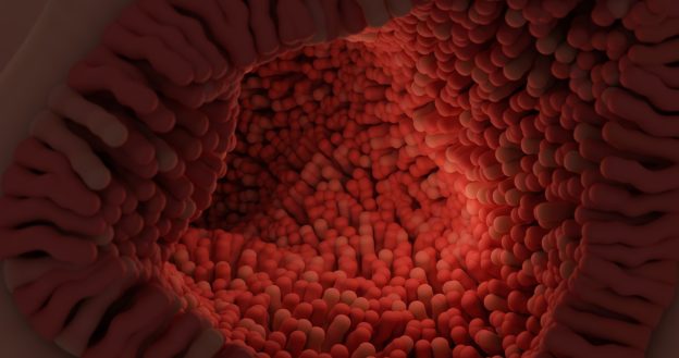 看不見的守護者，腸道微生物如何影響心理健康與衰老過程