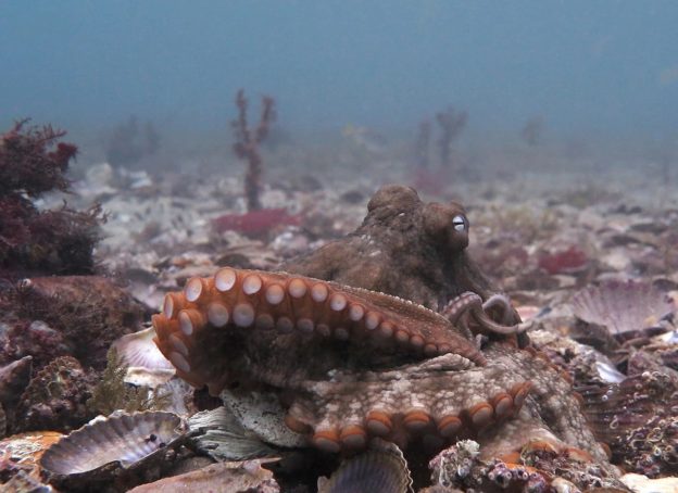 打架懂得找工具？水下相機拍到章魚朝同類丟貝殼和污泥