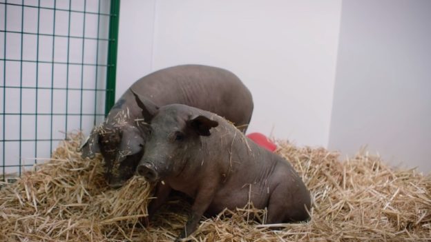 馬斯克腦機介面公司黑幕曝光，動物實驗別再重演悲劇